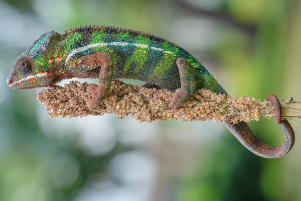 Quelles plantes choisir pour purifier l'air de son bureau à domicile?